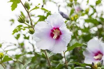 한국의 아름다운 무궁화