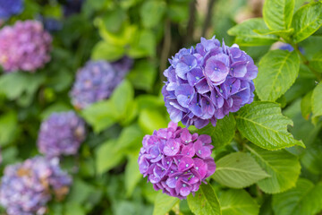 여름 공원에 핀 수국 꽃