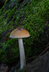 Amanita fulva mushroom in Algonquin Park with green vegetation