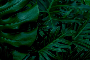 Background with dark green tropical leaves, fresh flat background. Flat lay. Nature concept