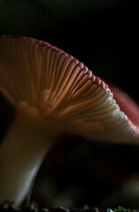 Russula emetica mushroom gills upclose