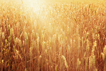 Field of wheat at autumn. Cereal crop in sunlight. Rich harvest concept.
