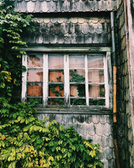 Old window with ivy in a wooden house in the south of Chile