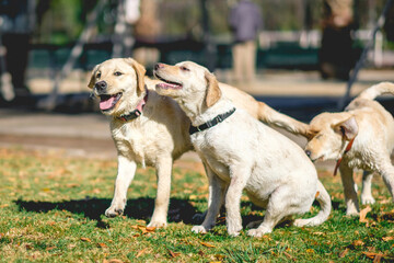 Labrador Retriever guide dog puppies playing in the park on a sunny day