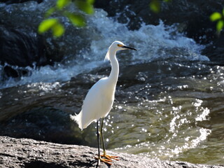 great white heron