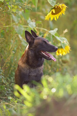 Happy Belgian Shepherd dog Malinois sitting outdoors in sunflowers field