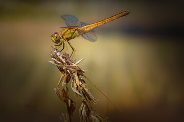 Close up view of yellow dragonfly take a rest on dried plant 