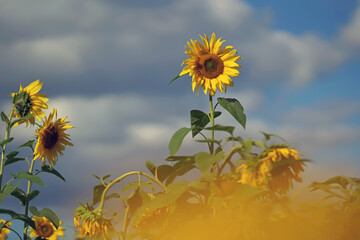 Blooming sunflower in a field of sunflowers in sunny weather