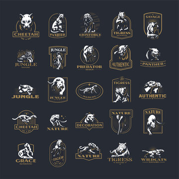 Collection of wild cats