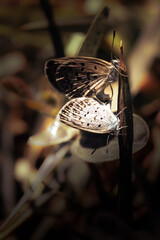 Moody image of a pair of butterflies mating on grass