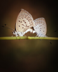 Close up view of a pair white butterflies mating on a twig