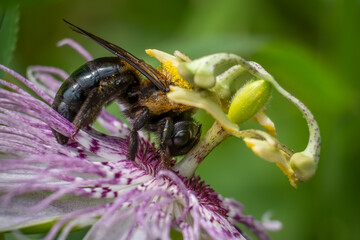 Closeup of an Eastern Carpenter Bee working hard to pollinate a Purple Passionflower.