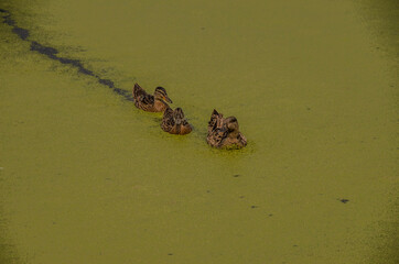 duck and ducklings