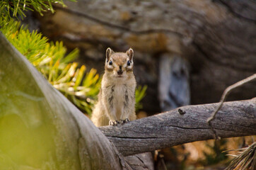 chipmunk in the forest