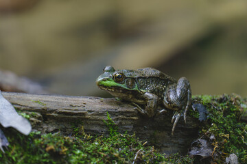 Frog on mossy log