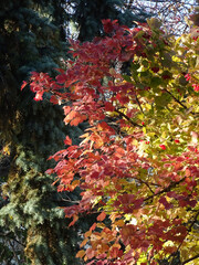 Fototapeta na wymiar red berries and autumn bright viburnum leaves against the blue sky, selective focus
