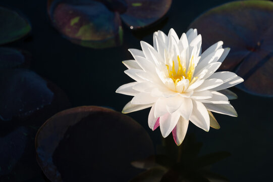 beautiful white waterlily or lotus flower in pond