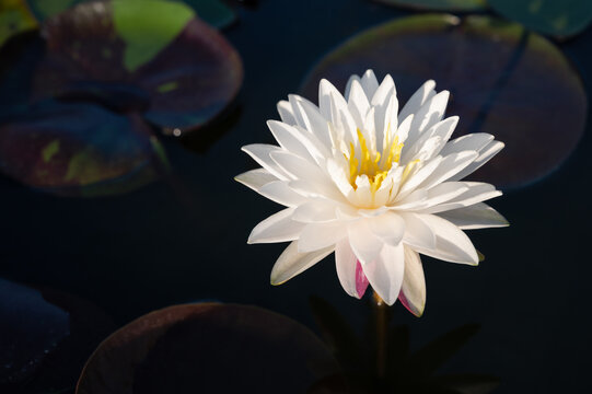 beautiful white waterlily or lotus flower in pond