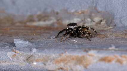 Adanson's House Jumping Spider of the species Hasarius adansoni