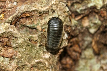 close up of a bug on a tree