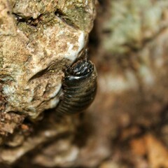 brown bug on rock