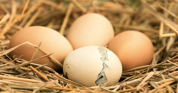 Newborn chicken hatching from egg, Little baby chick and egg shells,Chicks in the nest