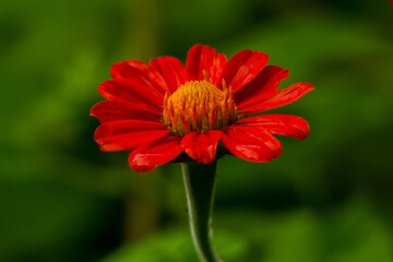 Zinnia flower