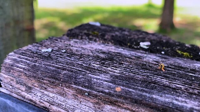 Starving Georgia Inchworm Crawls Atop Mossy Wood In Search For Next Meal.