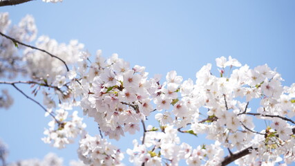 桜