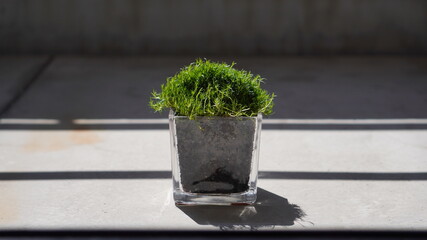 芝