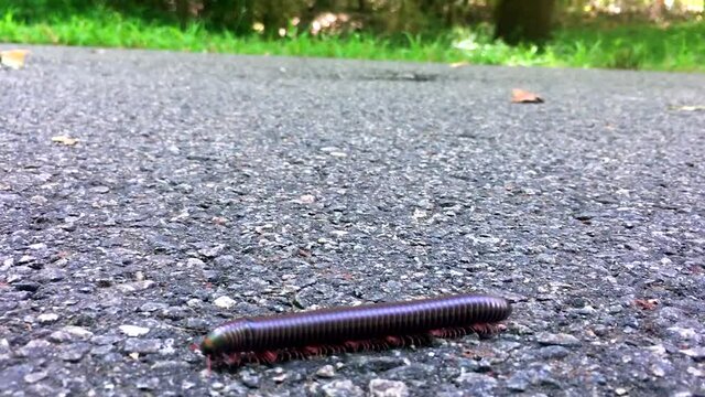 Busy Millipede Crosses Paved Path In A Georgia Park.