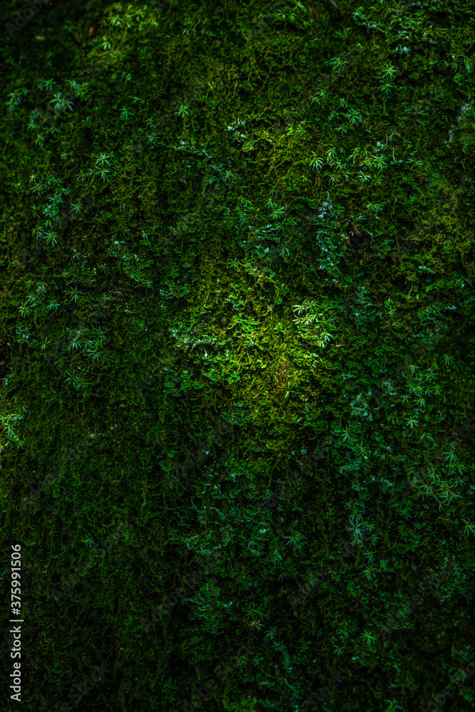 Wall mural natural green moss texture