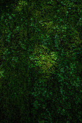 Natural green moss texture