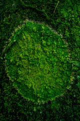 Fototapeta premium Green moss texture 