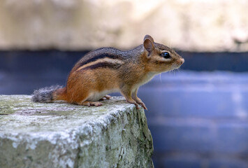 Chipmunk  perched on a stone wall