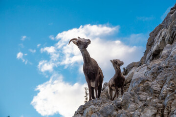 Mountain Sheep on a Rocky Cliff. Mother and her Baby. Taken in Northern British Columbia, Canada.