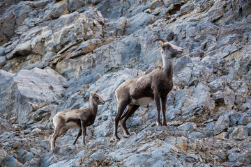 Mountain Sheep on a Rocky Cliff. Mother and her Baby. Taken in Northern British Columbia, Canada.