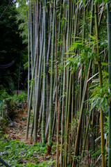 Fototapeta na wymiar 街中の外れの竹林