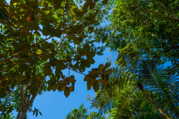 Green leaves and sky
