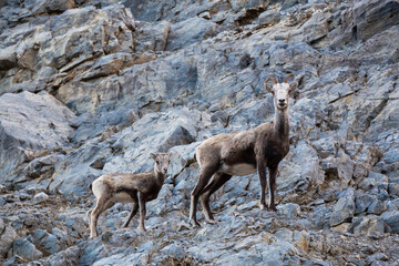 Mountain Sheep on a Rocky Cliff. Mother and her Baby. Taken in Northern British Columbia, Canada.
