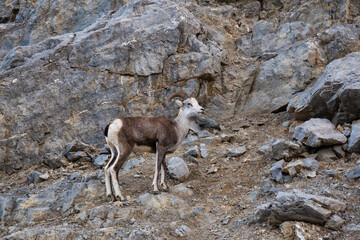 Mountain Sheep on a Rocky Cliff. Taken in Northern British Columbia, Canada.