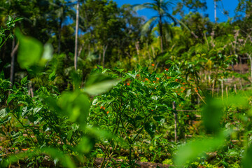 green leaves in the forest