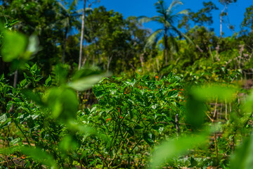 green leaves in the forest
