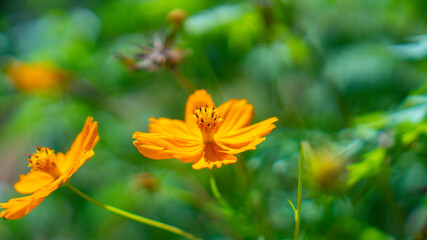 orange flower in the garden