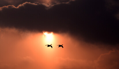 two birds flying over lake 