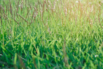 green grass background