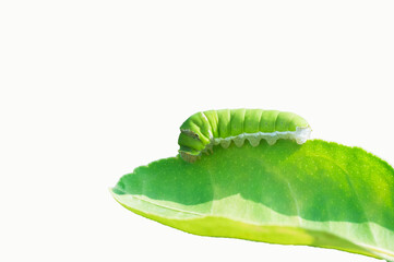cabbage leaf isolated on white