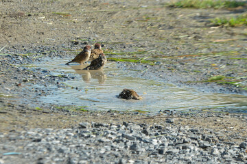 wild boar in the swamp