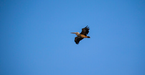 pelican flying
