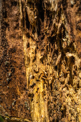 tree bark texture
